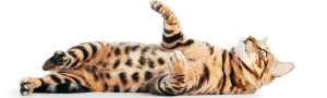 Bengalkatze