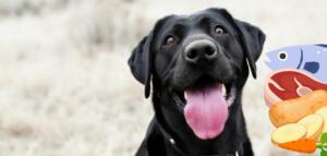 Krebs Fütterung Hund