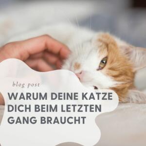 Sterbehilfe Katze