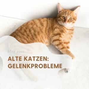 Alte Katzen Gelenkprobleme