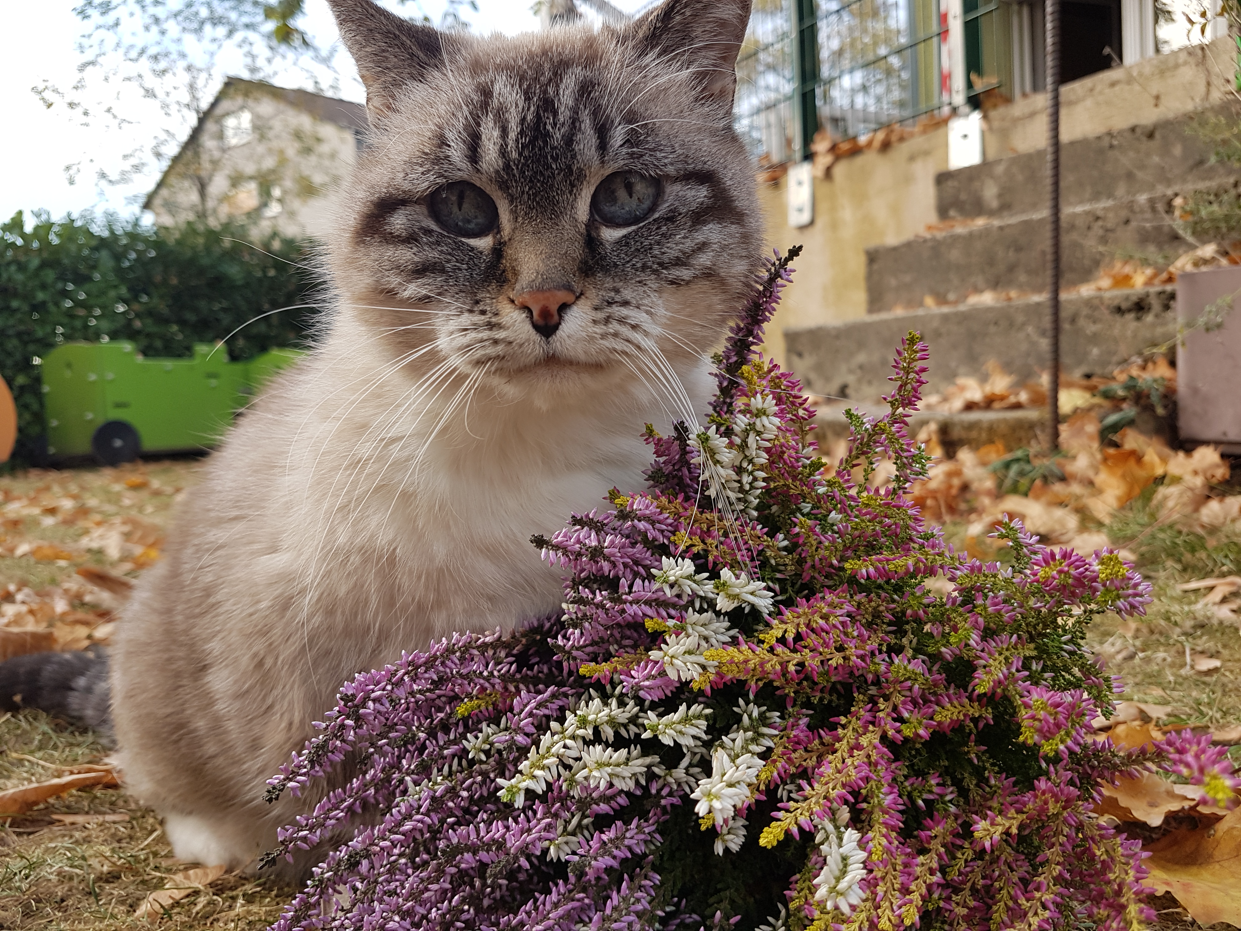 Katze Mischu
