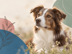 Hund in einer Wildblumenwiese