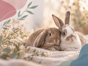 Kaninchen auf einer Decke