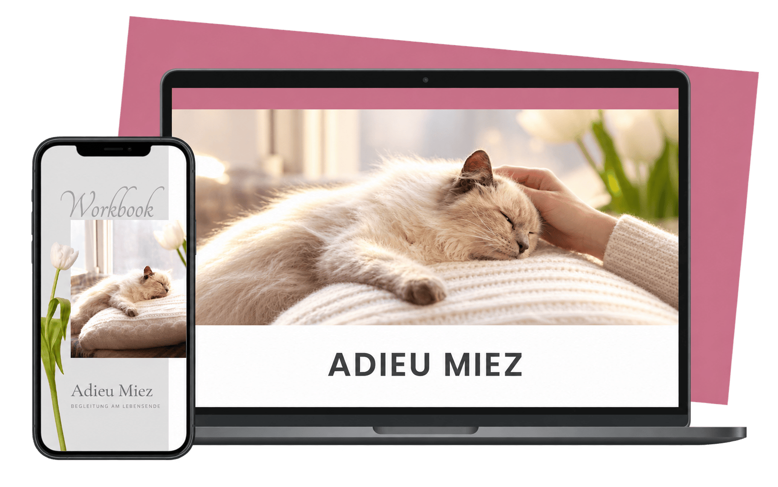 Adieu Miez Sterbebegleitung Katze