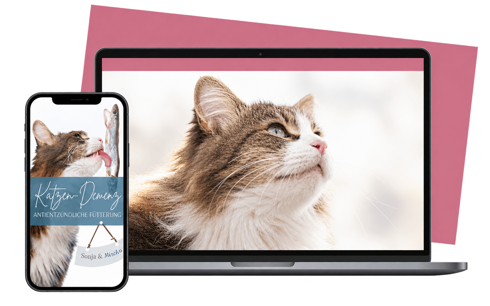 Katzenkurs mit Laptop und Smartphone