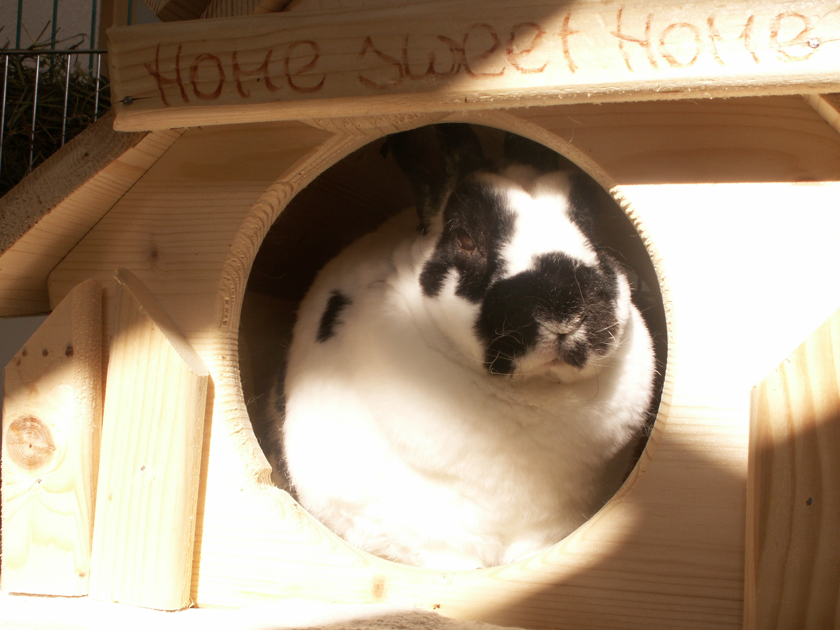 Kaninchen Paulchen
